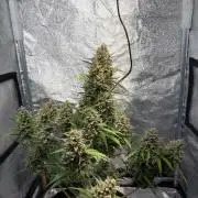 Gorilla Cookie: NoVabbè