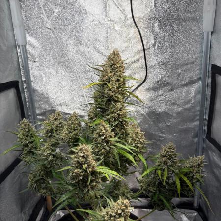Gorilla Cookie: NoVabbè