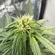 Mimosa Punch: Mimma