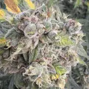 White Widow: Stefania