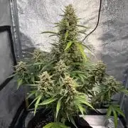 Gorilla Cookie: NoVabbè