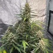 Gorilla Cookie: NoVabbè