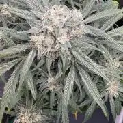 White Widow: Stefania