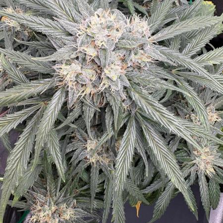 White Widow: Stefania