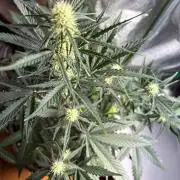 Gorilla Cookie: NoVabbè
