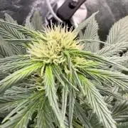 White Widow: Stefania