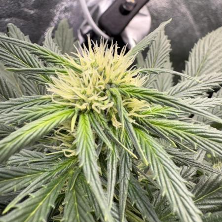 White Widow: Stefania