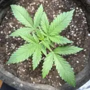 Gorilla Cookie: NoVabbè
