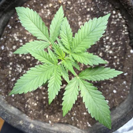 Gorilla Cookie: NoVabbè