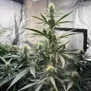 Gorilla Cookie: NoVabbè