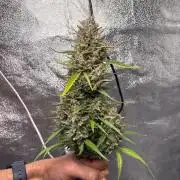 Gorilla Cookie: NoVabbè