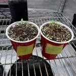 2x2 Auto Flower