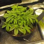 RS11(Rainbow Sherbert 11)Kannabia seeds