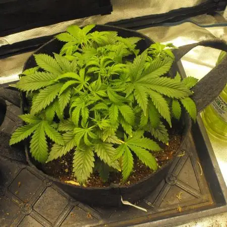 RS11(Rainbow Sherbert 11)Kannabia seeds