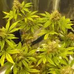 RS11(Rainbow Sherbert 11)Kannabia seeds