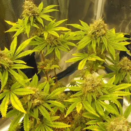 RS11(Rainbow Sherbert 11)Kannabia seeds