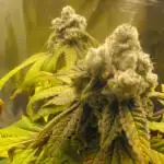 Black Water by Original Sensible Seeds