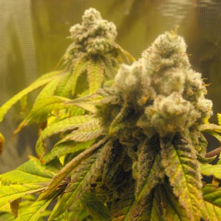 Black Water by Original Sensible Seeds