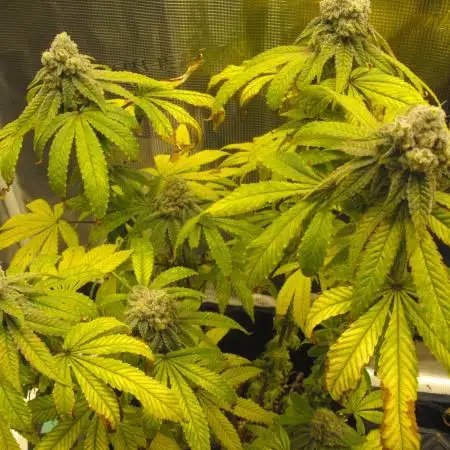 Black Water by Original Sensible Seeds