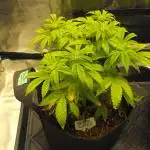 Black Water by Original Sensible Seeds