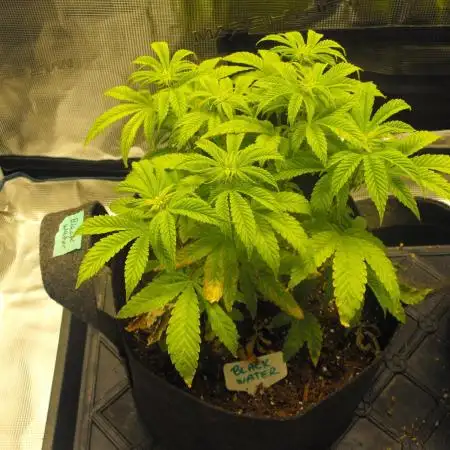 Black Water by Original Sensible Seeds
