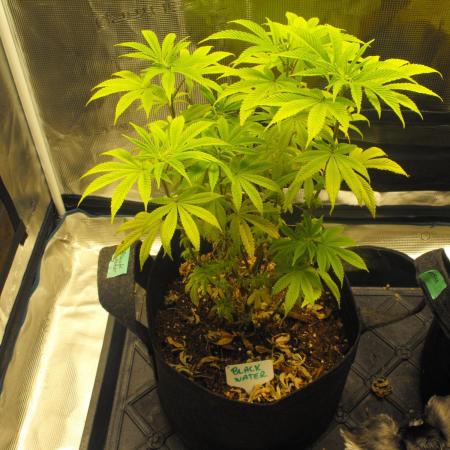 Black Water by Original Sensible Seeds