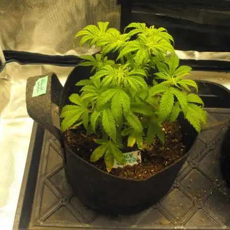 Black Water by Original Sensible Seeds