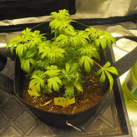 RS11(Rainbow Sherbert 11)Kannabia seeds