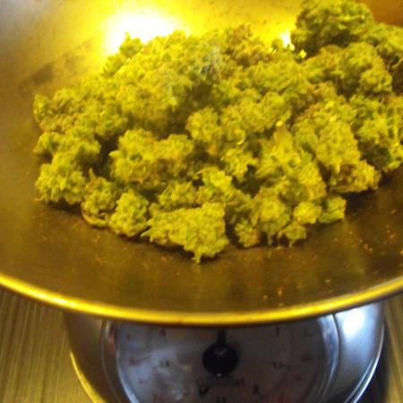 Black Water by Original Sensible Seeds