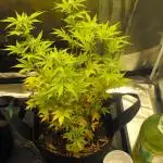 RS11(Rainbow Sherbert 11)Kannabia seeds