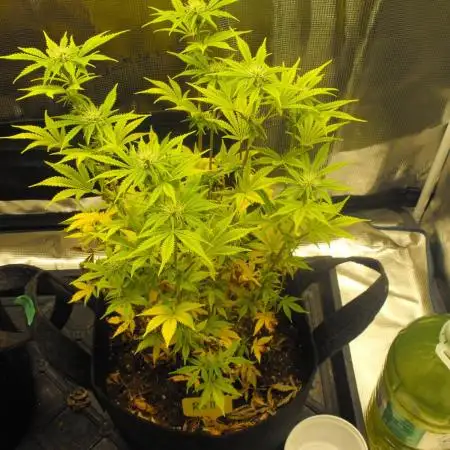 RS11(Rainbow Sherbert 11)Kannabia seeds