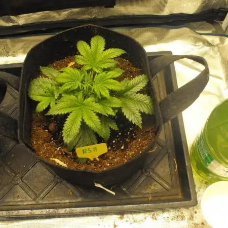 RS11(Rainbow Sherbert 11)Kannabia seeds