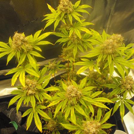 RS11(Rainbow Sherbert 11)Kannabia seeds