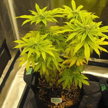 Black Water by Original Sensible Seeds