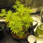 RS11(Rainbow Sherbert 11)Kannabia seeds