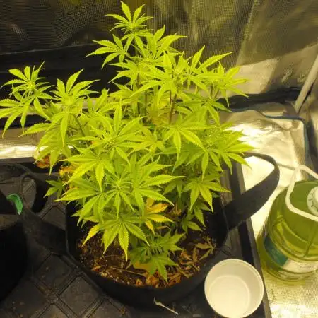 RS11(Rainbow Sherbert 11)Kannabia seeds