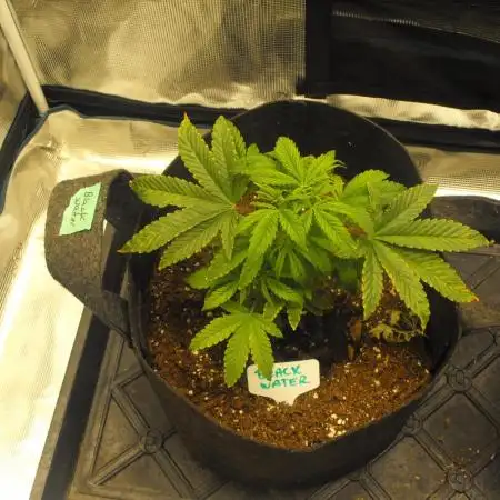 Black Water by Original Sensible Seeds
