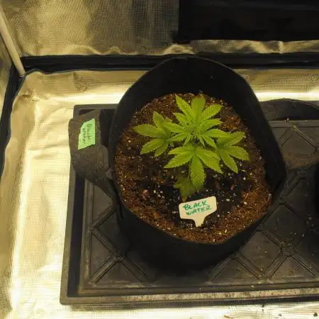Black Water by Original Sensible Seeds