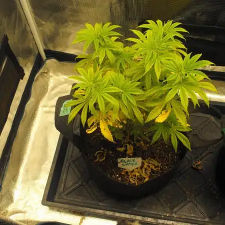 Black Water by Original Sensible Seeds