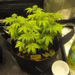 RS11(Rainbow Sherbert 11)Kannabia seeds