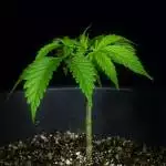 Black Jack