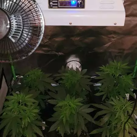 Accidental cross GSC x Chaquita Banana 