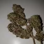 Special queen