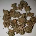 Mandanga #11