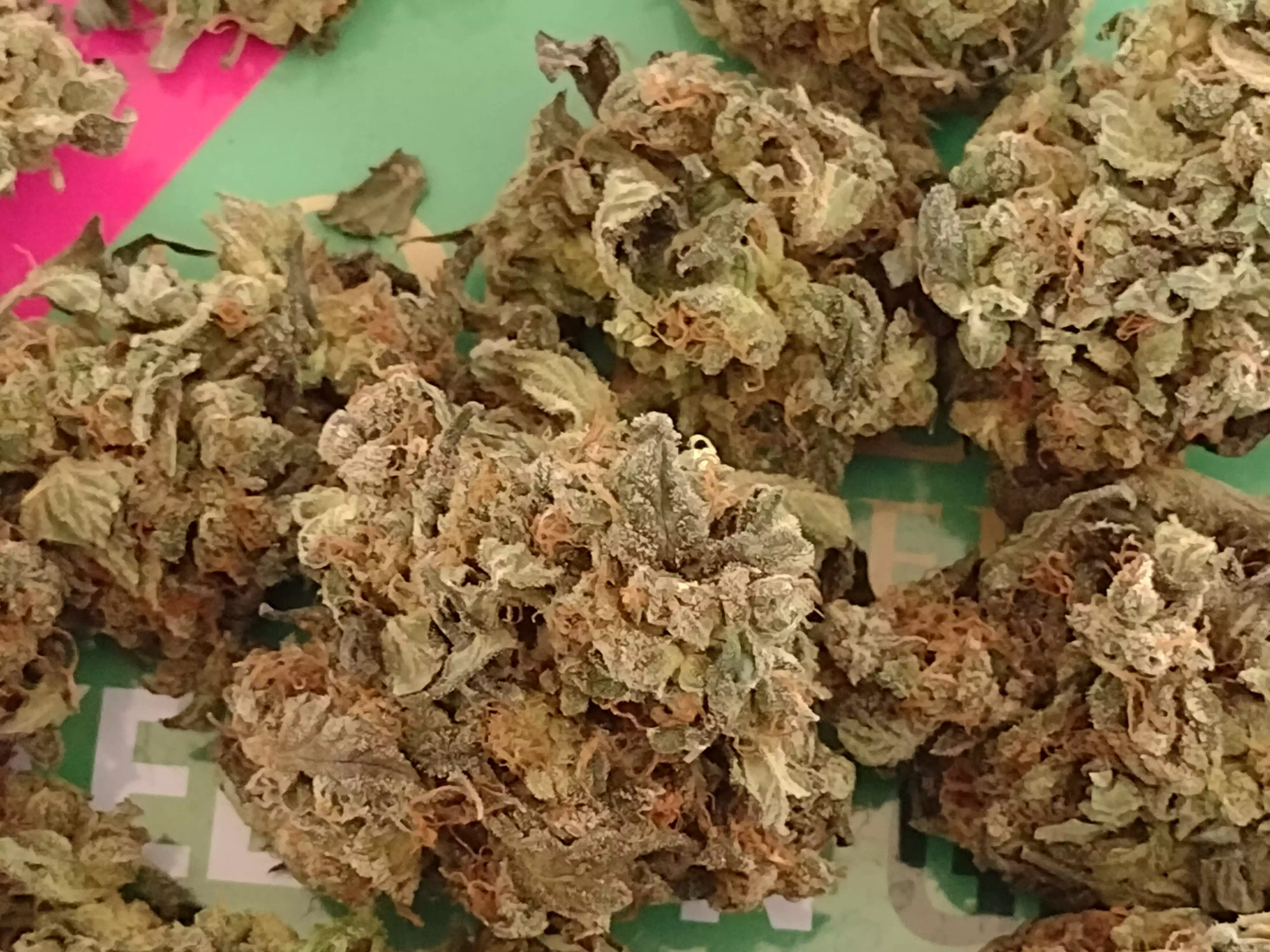 Monster Bud Mix / Zamnesia nutrient info - GrowDiaries