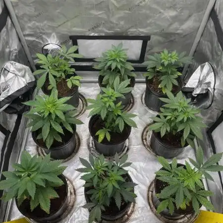 Fall 2025 - Sweets & CBDs
