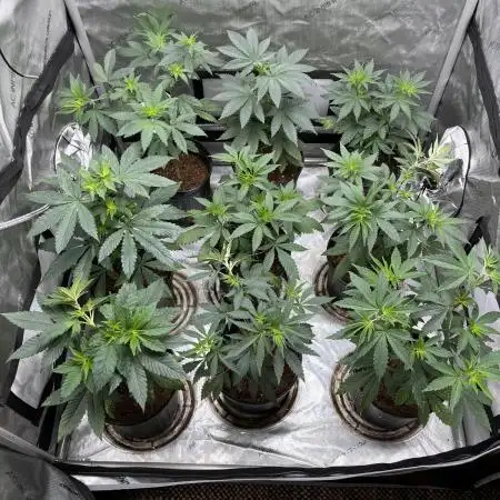 Fall 2025 - Sweets & CBDs