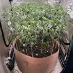 Josh D OG KISS - The Search for OG Kush