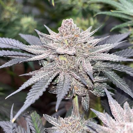 Sativa Pheno Hunt Spring 2025