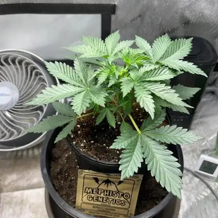 Meph Wedding & Chunkadelic x Fire OG 50/50 Soil Coco